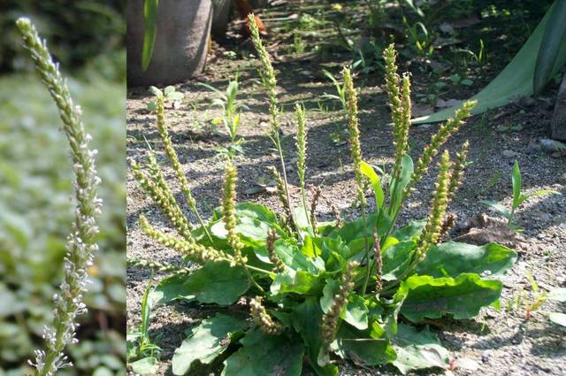农村最常见的野草,它泡水喝,味道清甜免费凉茶!