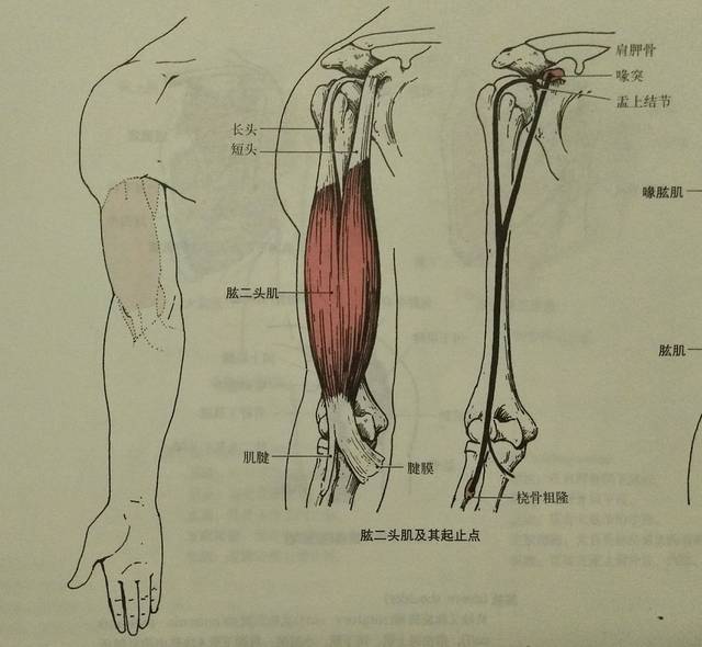 肱二头肌,有两个"头":短头和长头(解剖方面一个较长一个较短),身体