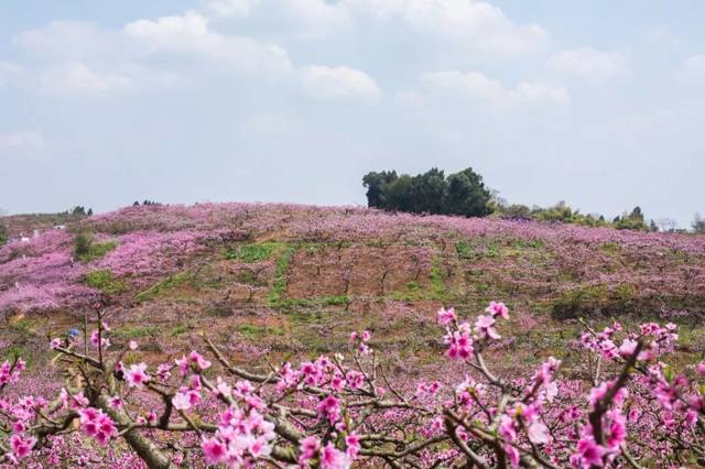 东来桃源景区2014年被评为国家3a级旅游景区,2015年被评为