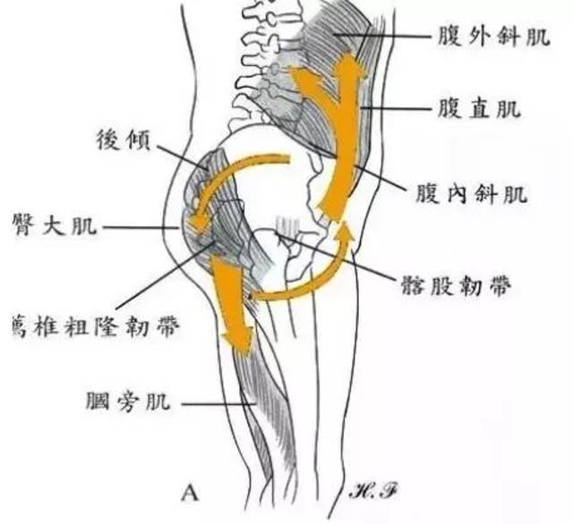 肌动学分析