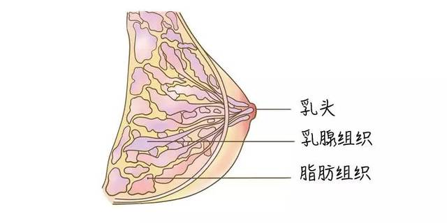 狐大医 | 男生勿入!92%的女生都选错胸衣?穿错