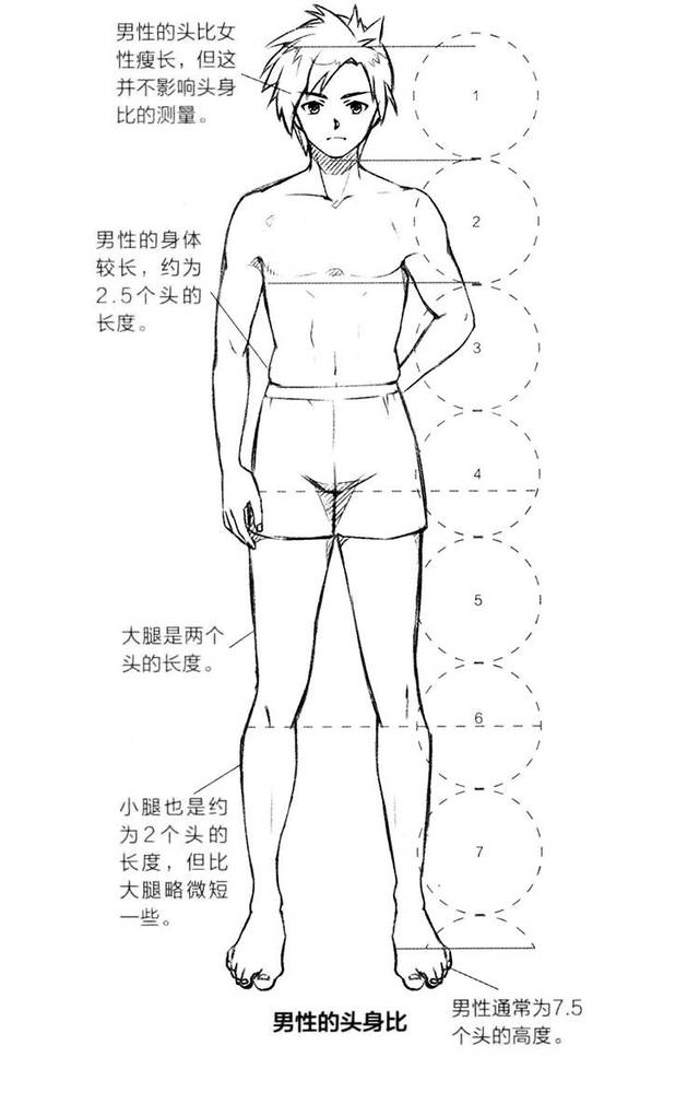 (2)男性的身体较长,约为2.5个头的长度. (3)大腿是两个头的长度.