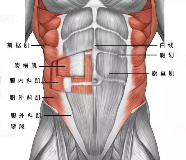 肌肉篇之腹直肌