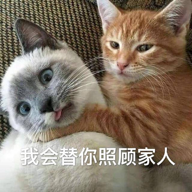斗图表情包精选合集|左青龙右白虎,把你削成二百五