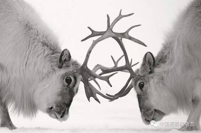 北极驯鹿,挪威斯瓦尔巴,2016谢建国摄