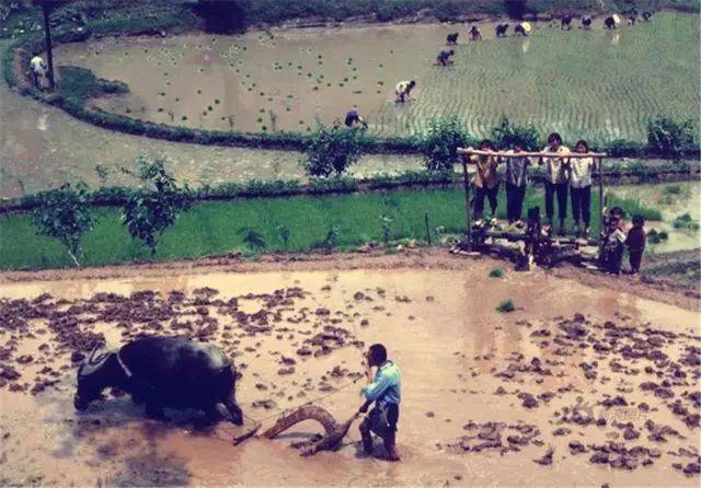 一组80年代的农村老照片瞬间刷爆朋友圈