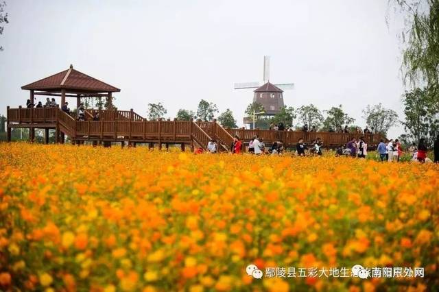 鄢陵五彩大地,百花齐放,花海摄影,曹魏古城,我们要免费去玩啦!