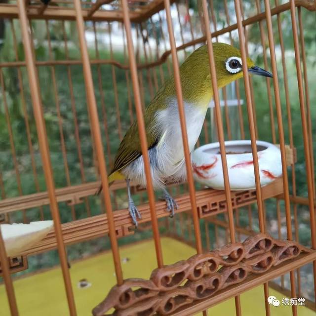 遛鸟绣眼鸟怎样遛鸟需要注意的事项