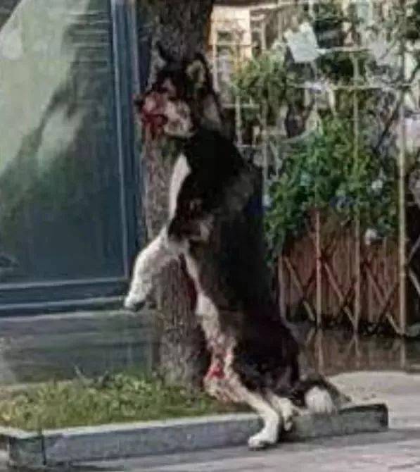 东莞一阿拉斯加当街被人吊死!你可以不爱但不要伤害!