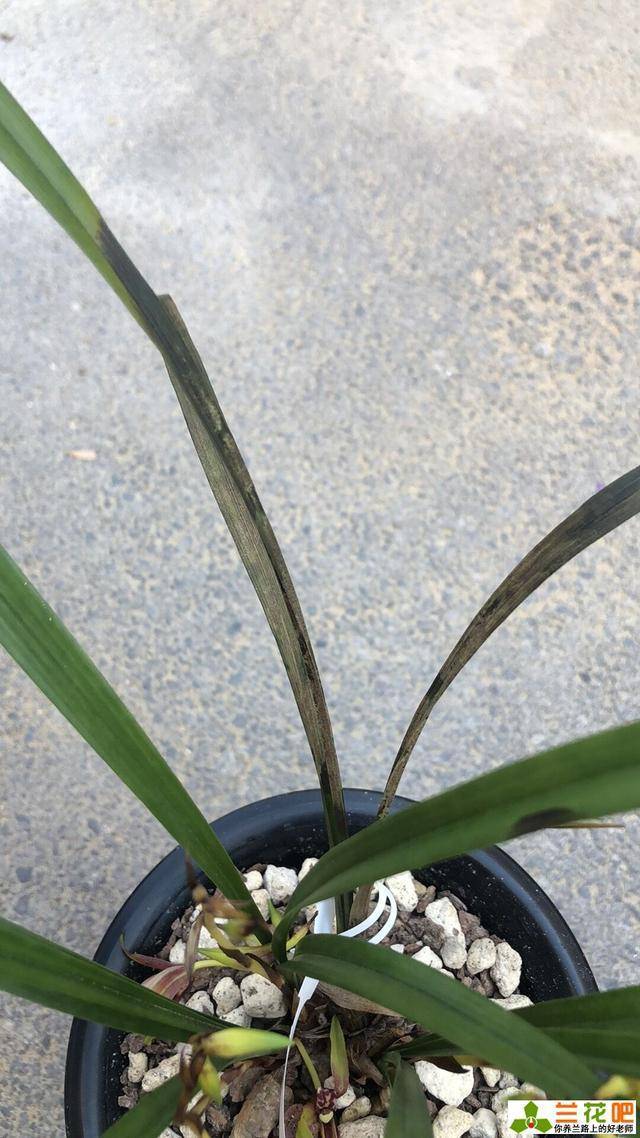 为什么兰花上面有一小片长出了黑斑点?