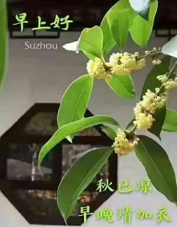 2019特漂亮的早上问候表情图片唯美温馨 适合早上群发