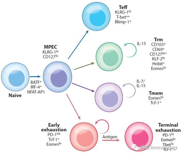 免疫治疗核心概念:cd8t细胞耗竭(t cell exhaustion)