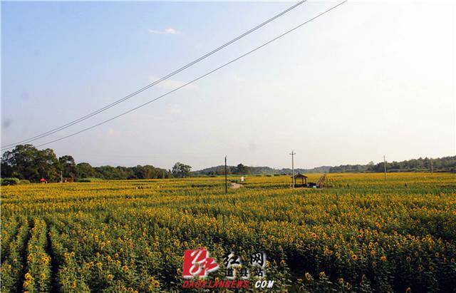 红网时刻永州10月12日讯(通讯员 李胜全)10月11日,在道县祥霖铺镇两