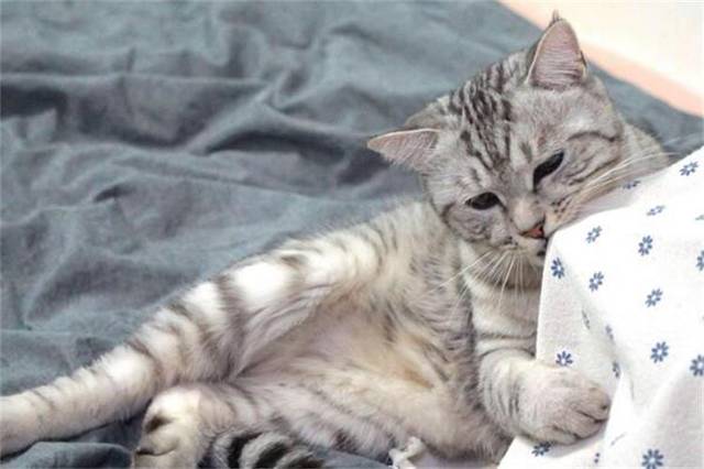 在线解读喵语言!猫猫为什么会踩奶?