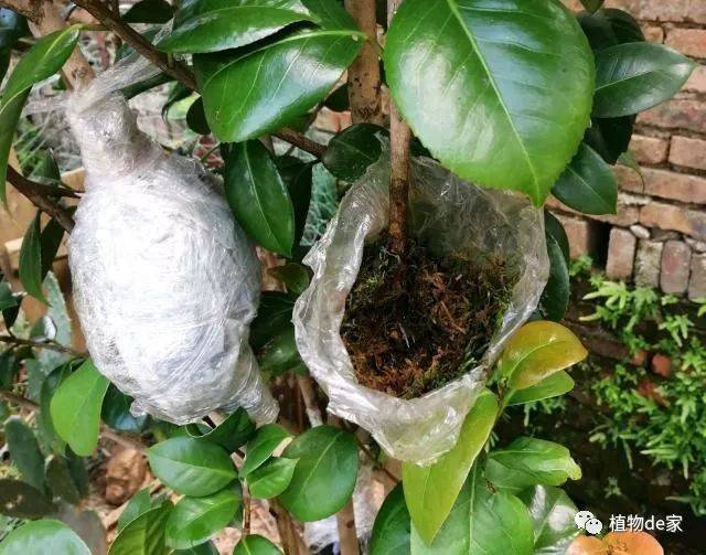 茶花扦插总是失败?试一试使用水苔高压繁殖吧,根旺移栽存活率高