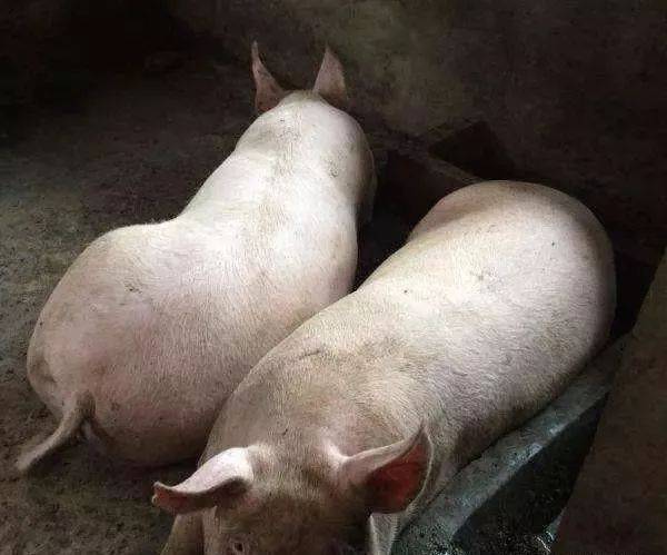 家里养了一头220斤的肉猪一般能获纯利润是多少钱?