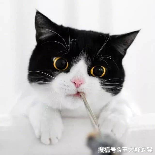 猫界中的"哈士奇—假如奶牛猫称第二,没有猫敢称第一