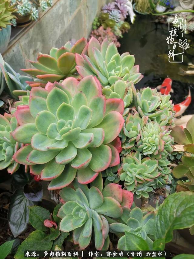 从平台上俯看下面的鱼池和多肉,又是另一种画面.