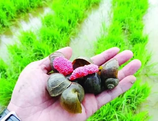 一只螺有6000条寄生虫!抚仙湖"福寿螺"变"折寿螺"!