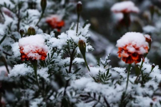 通辽下雪了!