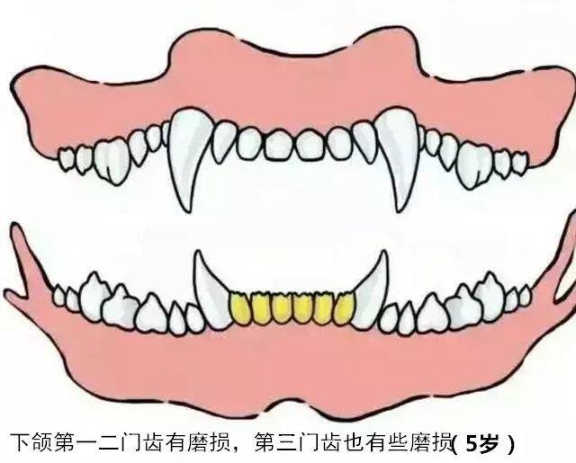 六年下颚犬牙旁边的牙齿磨成钝圆形