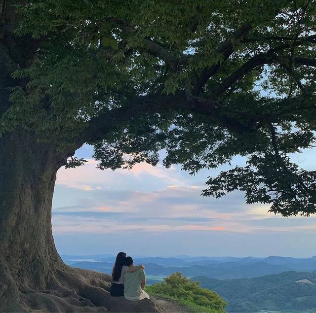 高句丽场景中的大树,也是之后一直存在千年的满月树,现实中这棵树树龄