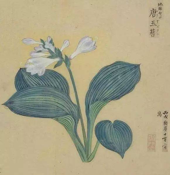 素材|工笔花卉植物图谱(写生要领)