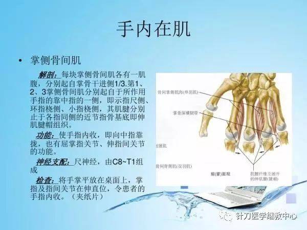 上肢肌肉的解剖,功能及神经支配