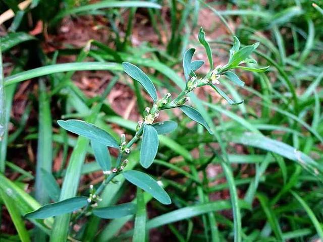 绿——荩草  别名:菉,王刍 科属:禾本科,荩草属 中药中为荩草去除根