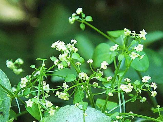 科属:茜草科,茜草属