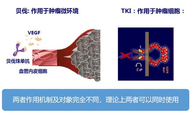 抗血管生成作用在肿瘤的微环境,使血管内皮遭到萎缩,而小分子靶向药