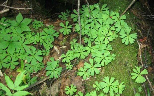 林中一种"野草",独花独叶,能做珍贵"化血丹",遇到别乱