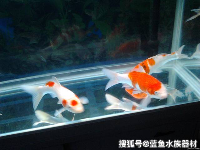 金鱼饲养方法之养兰寿鱼小知识