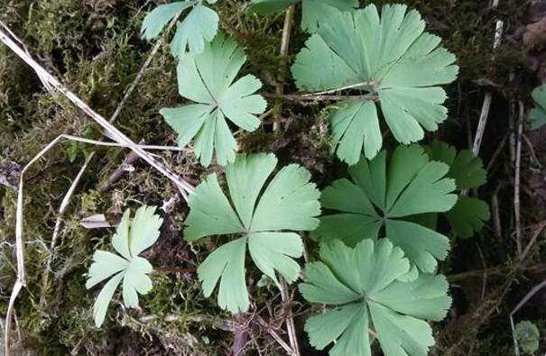 林中一种"野草",独花独叶,能做珍贵"化血丹",遇到别乱