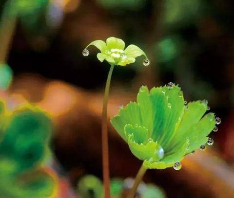 林中一种"野草",独花独叶,能做珍贵"化血丹",遇到别乱