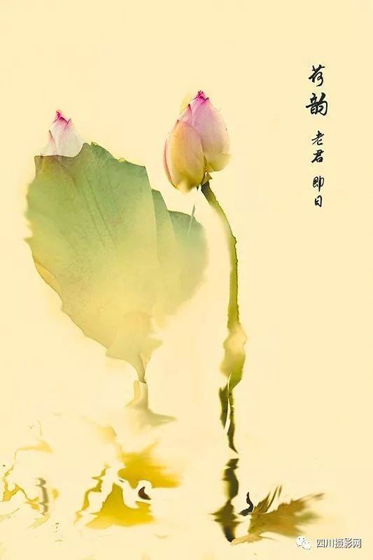 dbackham《梦幻并蒂莲》