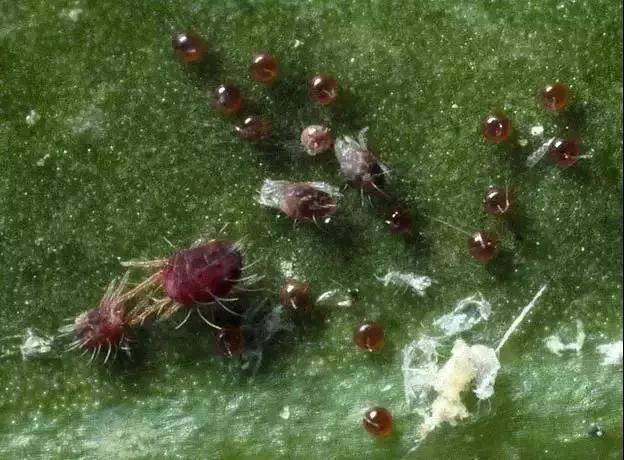 这样用药,彻底杀灭红蜘蛛,白蜘蛛,黄蜘蛛!