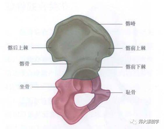 骨盆与骶髂关节的解剖