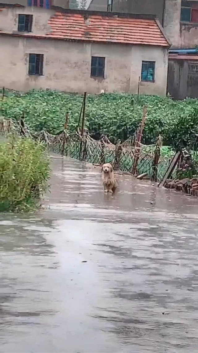 原创外面下着大雨,公狗淋雨坐在门口看向母狗,网友:一段虐心偶像剧