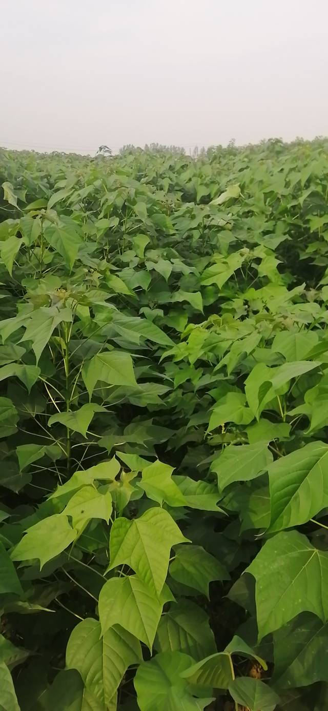 楸树苗一亩地种多少棵合适种植楸树效益怎么样楸树种植方法