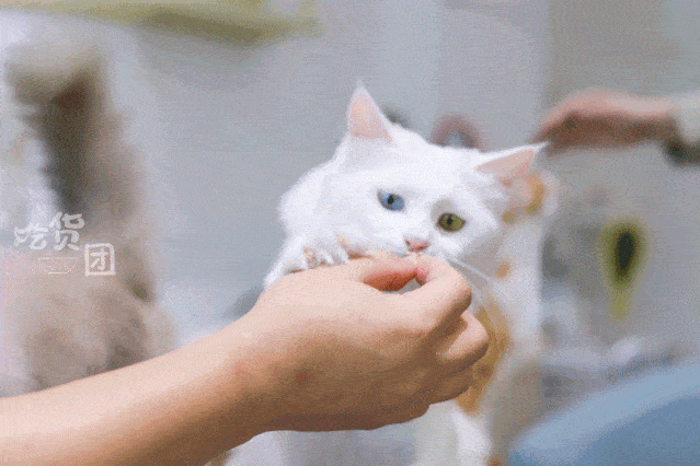 这家有15 只猫咪店员的猫咖馆,让你的下午茶