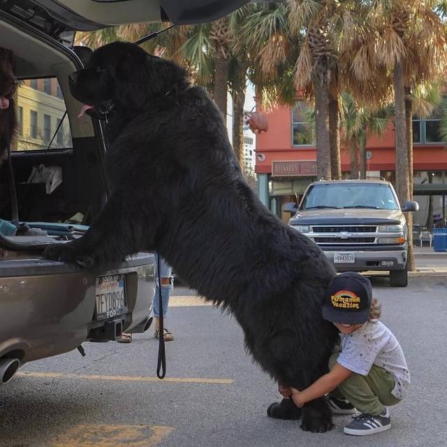 与145斤的巨型犬纽芬兰犬同居,孩子遛狗变成狗遛人