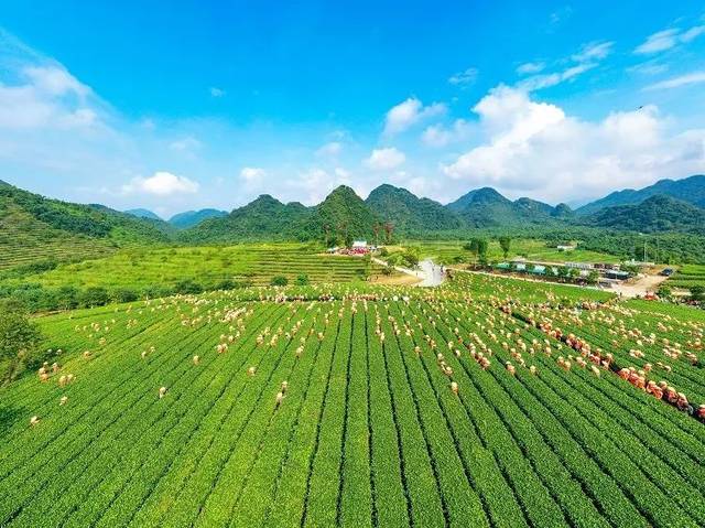 品世界高香红茶,尝非遗传统美食,体验生态文化之旅,中国红茶之乡