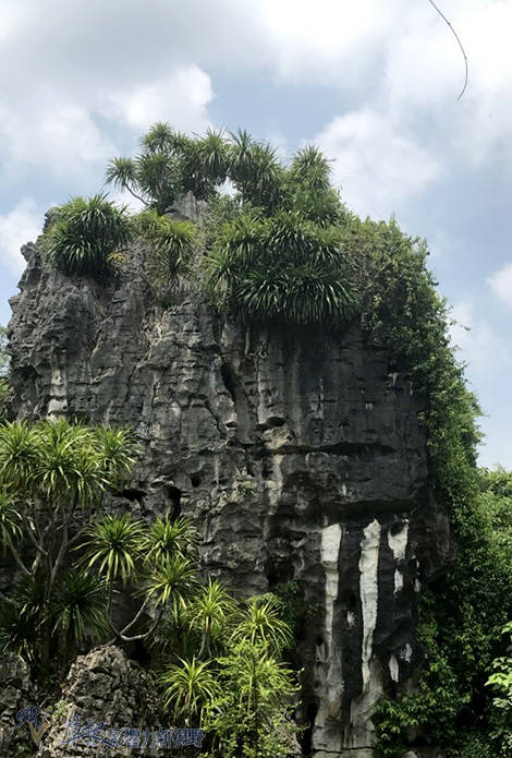 粗大的石峰,峰大则树小