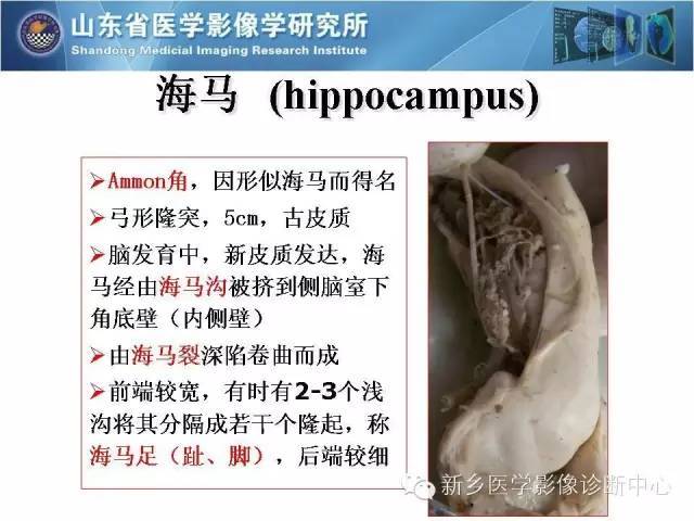 磁共振下的海马,如此的精细和完美