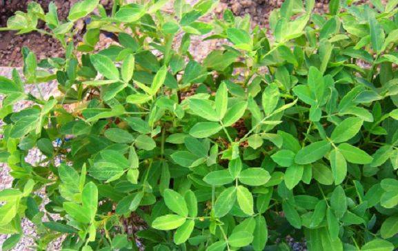 农村地里常见的植物名叫花生草却是药食两用的珍贵食材