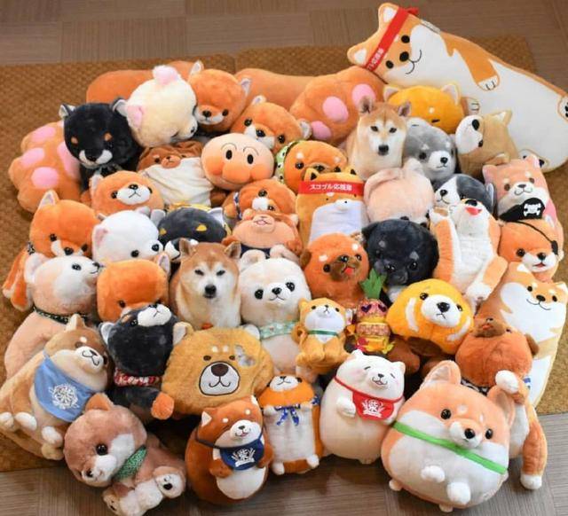 原创 日本网友吐槽:给自家狗买了一堆玩偶,结果狗好像