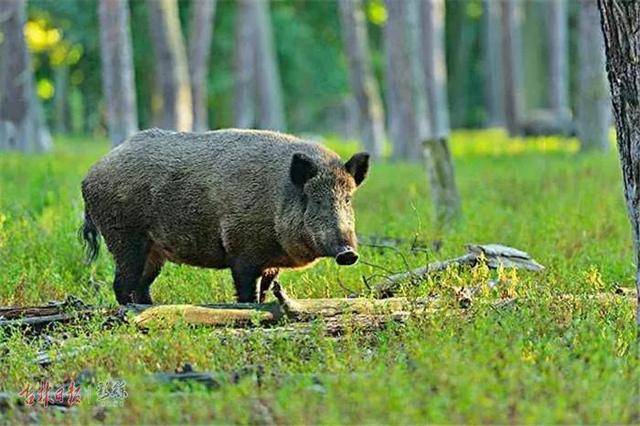 棒打狍子瓢舀鱼野鸡飞到饭锅里再这么吃你就违法了