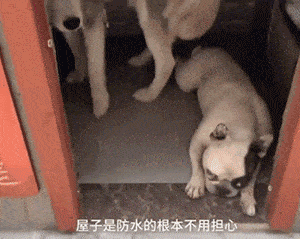 建狗窝还要全网出主意……这是怎么回事?