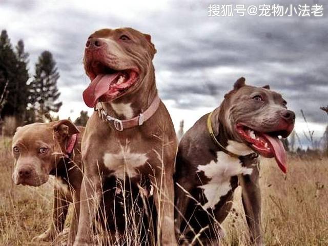 如果将巨型比特犬和花豹关一起,你觉得谁会赢?答案毫无悬念!